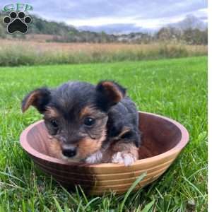 Oliver, Yorkie Puppy